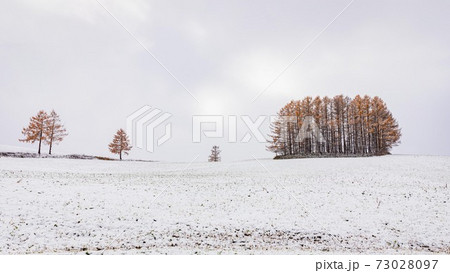 北海道美瑛町 黄葉と雪のマイルドセブンの丘 11月 北海道美瑛町 黄葉と雪のマイルドセブンの丘 11月 73028097