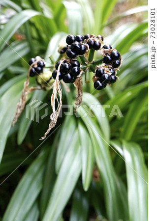 黒い実のショウキズイセン 黒い実のショウキズイセン 73028101