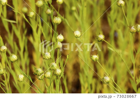 Flax field close up 73028667