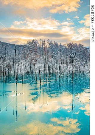北海道美瑛町 雪と朝焼けの青い池 11月 北海道美瑛町 雪と朝焼けの青い池 11月 73028756