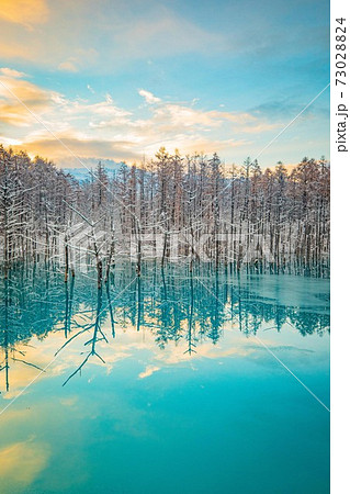 北海道美瑛町　雪と朝焼けの青い池　11月 73028824