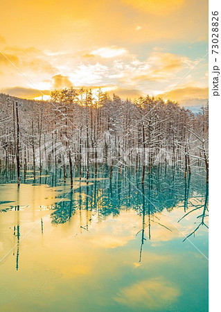 北海道美瑛町 雪と朝焼けの青い池 11月 北海道美瑛町 雪と朝焼けの青い池 11月 73028826
