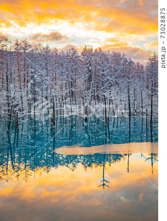 北海道美瑛町　雪と朝焼けの青い池　11月 73028875