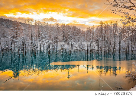 北海道美瑛町　雪と朝焼けの青い池　11月 73028876