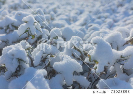 雪でモコモコした風景 73028898