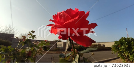 バラの花 バラ 春 73028935