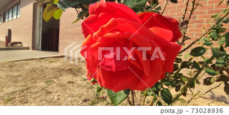 バラの花 バラ 花 73028936