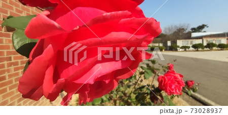 バラの花 バラ 花 73028937