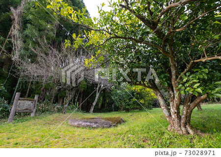 鳥取県の大原廃寺跡 73028971