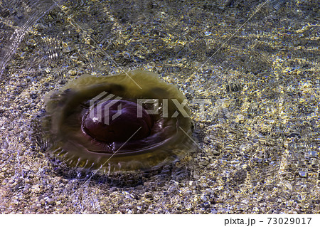 Cotylorhiza tuberculata - huge jellyfish in Adriatic Sea, Tucepi, Makarska Riviera, Croatia 73029017