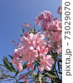 空とピンクの花 73029070