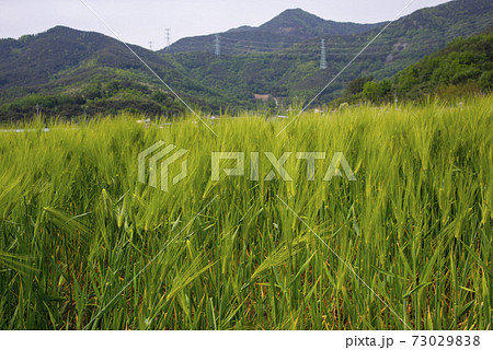 大麦 田畑 麦畑 73029838