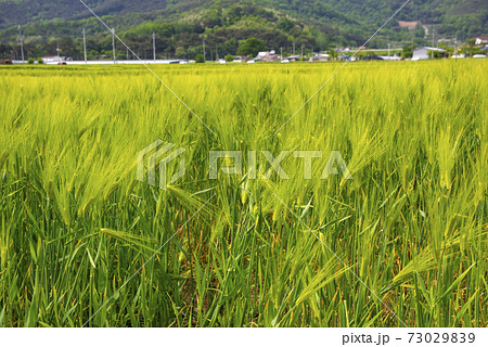 大麦 田畑 麦畑 73029839