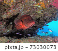 アザハタの根 岩影のアザハタとクロホシイシモチ 73030073