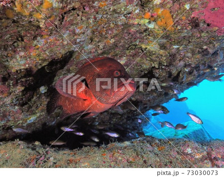 アザハタの根 岩影のアザハタとクロホシイシモチ アザハタの根 岩影のアザハタとクロホシイシモチ 73030073