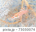 ウミカラマツの中のクダゴンベ　メルヘン写真 73030074