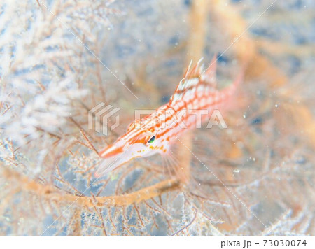 ウミカラマツの中のクダゴンベ　メルヘン写真 73030074