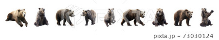 Set of brown bears over white background. Large collection of dangerous predators of grizzly bears. Set of brown bears over white background. Large collection of dangerous predators of grizzly bears. 73030124