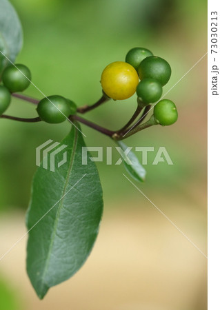 自然 植物 キダチイヌホオズキ、元は観賞用に持込まれた様です。沖縄では空地などあちこちで見られます② 自然 植物 キダチイヌホオズキ、元は観賞用に持込まれた様です。沖縄では空地などあちこちで見られます② 73030213