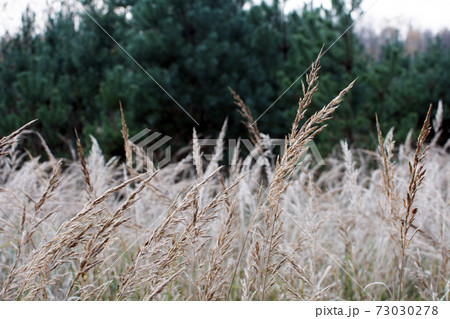 Pampas grass in the sky background. Abstract natural background of soft plants Cortaderia selloana. Plants Holcus Lanatus similar to feather dusters. Vertical frame.	 73030278