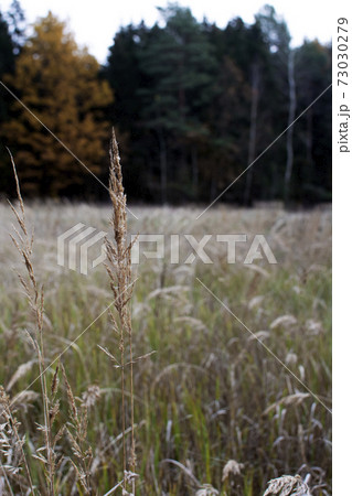 Pampas grass in the sky background. Abstract natural background of soft plants Cortaderia selloana. Plants Holcus Lanatus similar to feather dusters. Vertical frame. Pampas grass in the sky background. Abstract natural background of soft plants Cortaderia selloana. Plants Holcus Lanatus similar to feather dusters. Vertical frame. 73030279