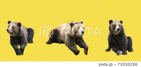 Set Of Brown Bears Over Illuminating Yellow の写真素材