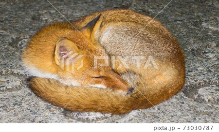 丸まって眠るキツネ 73030787