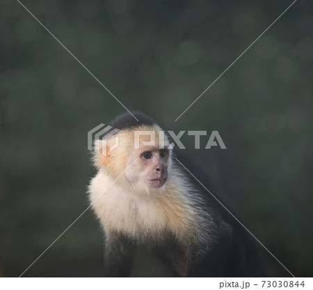 white-throated capuchin monkey 73030844