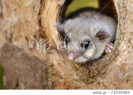 Adorable fat dormouse Glis glis in tree trunk cavity 73030984