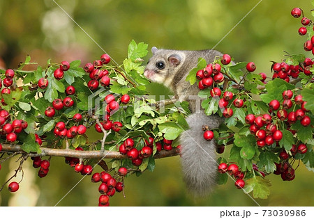 Fat dormouse Glis glis on branch of hawthorn Fat dormouse Glis glis on branch of hawthorn 73030986
