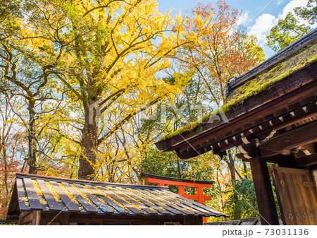 京都・下賀茂神社内・河合神社の紅葉・・・主に銀杏 京都・下賀茂神社内・河合神社の紅葉・・・主に銀杏 73031136