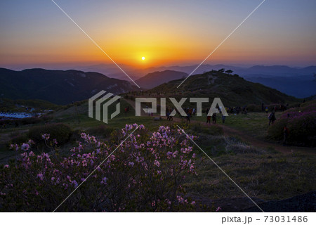 花 山 ツツジ 73031486