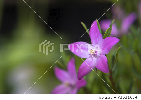 サザンクロス(クロウエア) サザンクロス(クロウエア) 73031654