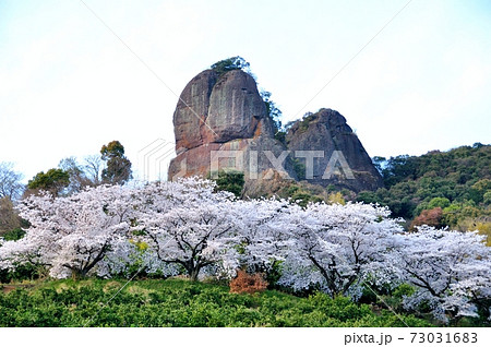 不動岩とさくら 不動岩とさくら 73031683