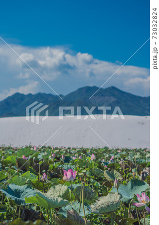 Vertical Beautiful lotus water lily flower lake pond, white sand dune, forested green mountain, cumulus clouds blue sky sun summer day. Nature lines background design. Simple happy calm mood moments 73032824