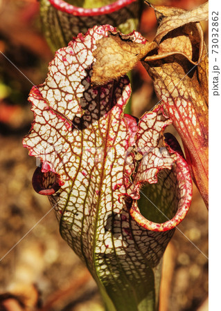 Pale pitcher plant Pale pitcher plant 73032862