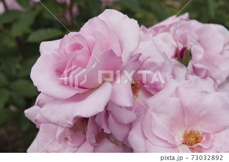 薔薇園にピンク色の薔薇の花が咲いています。このバラの名前は桜貝です。 薔薇園にピンク色の薔薇の花が咲いています。このバラの名前は桜貝です。 73032892