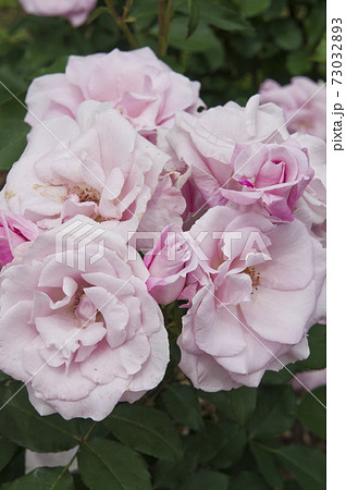 薔薇園にピンク色の薔薇の花が咲いています このバラの名前は桜貝です の写真素材 薔薇園にピンク色の薔薇の花が咲いています このバラの名前は桜貝です の写真素材