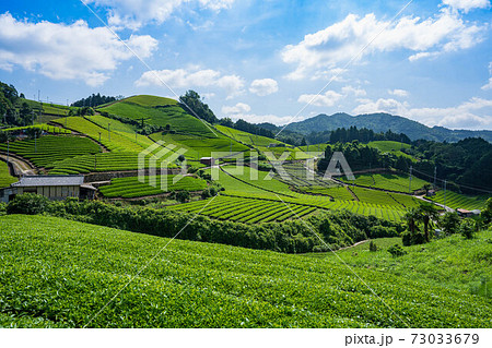 和束の茶畑 73033679