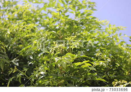 真夏のシマトネリコ 73033696