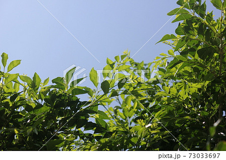 真夏のシマトネリコ 真夏のシマトネリコ 73033697