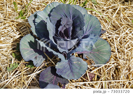 Red  cabbage plant 73033720