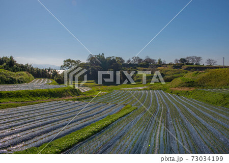 原城の風景 原城の風景 73034199
