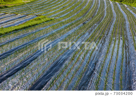 原城の風景 73034200