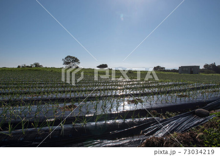 原城の風景 73034219