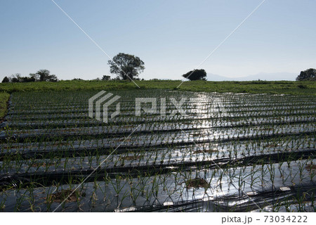 原城の風景 73034222