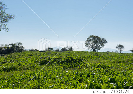原城の風景 73034226