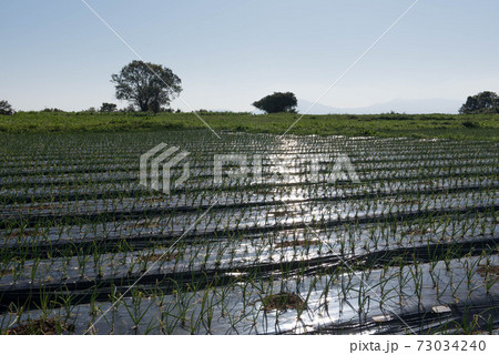 原城の風景 73034240