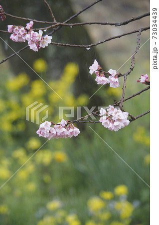 早春の風景 写真 冬は必ず春となる 小雨の中の桜の花と菜の花 小雨けぶる早春の桜と菜の花 早春の風景 写真 冬は必ず春となる 小雨の中の桜の花と菜の花 小雨けぶる早春の桜と菜の花 73034439