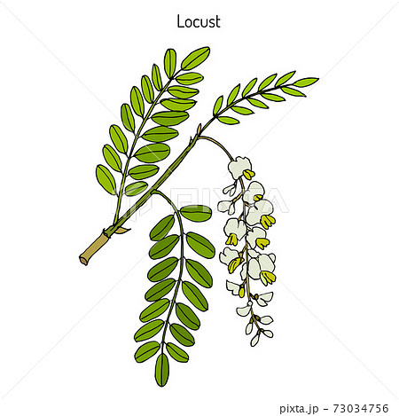Robinia pseudoacacia, or black locust Robinia pseudoacacia, or black locust 73034756
